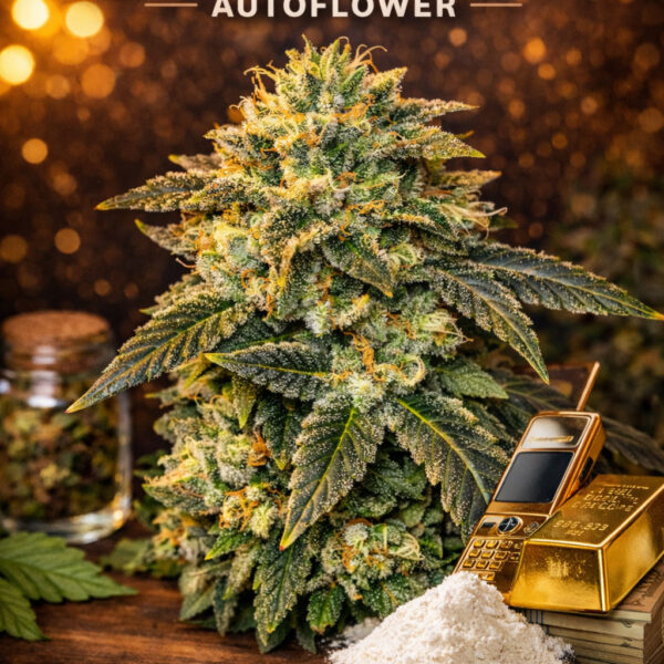 Pablo escobar Autoflower
