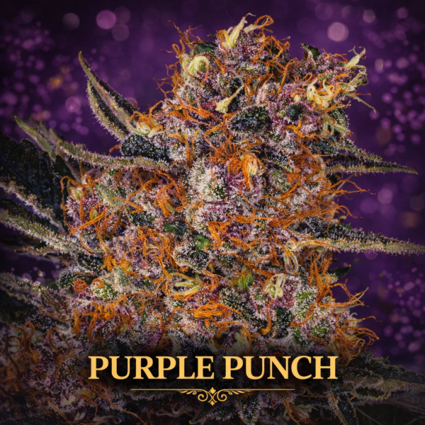 Purple punch  Wietzaden