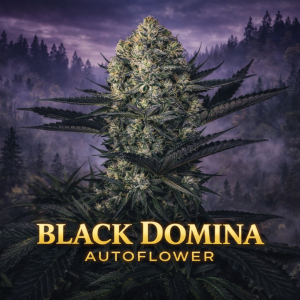 Black domina autoflower