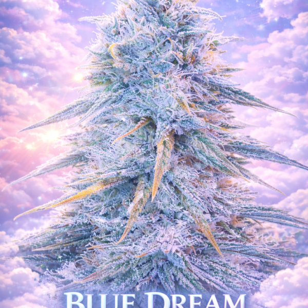 Blue dream wietzaden