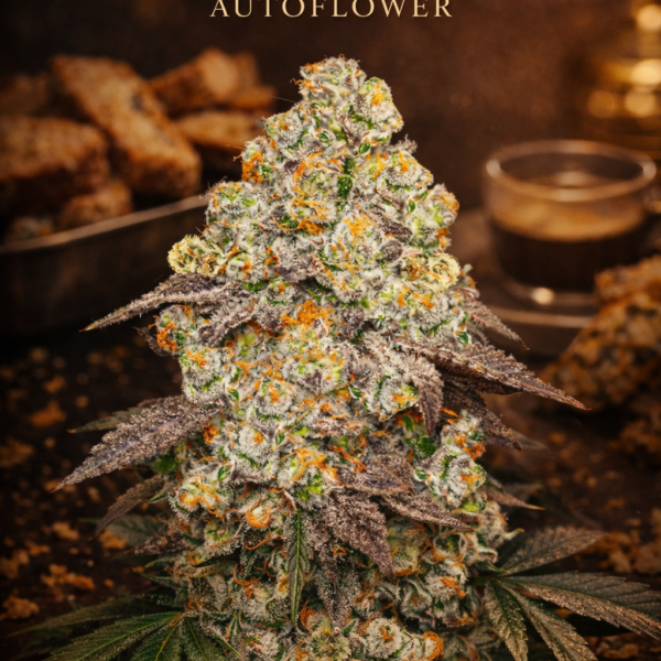 BISCOTTI Autoflower