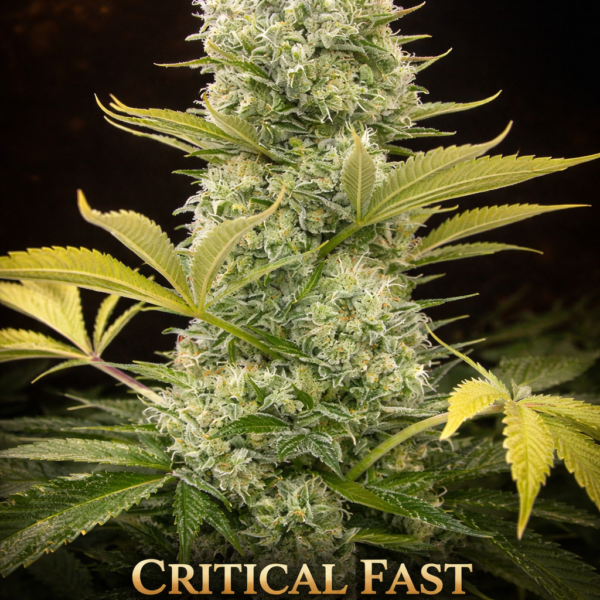 Critical fast version Wietzaden