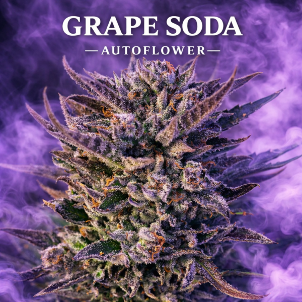 Grape soda autoflower