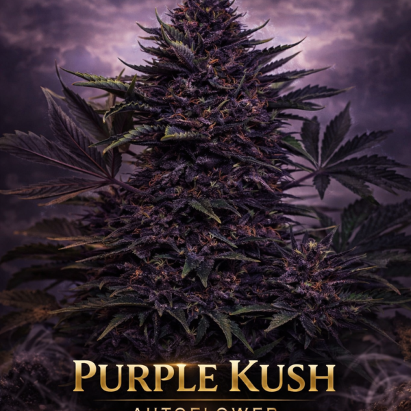 purple kush autoflower