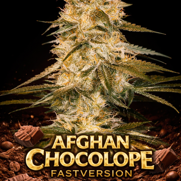 afghan chocolope  fastversion