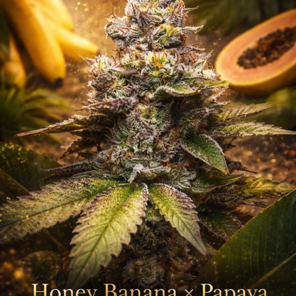 Honey banana X Papaya wietzaden
