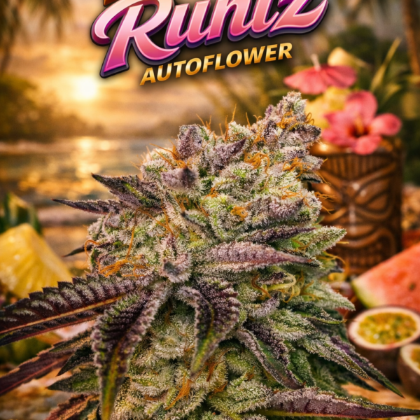 Tropical runtz autoflower