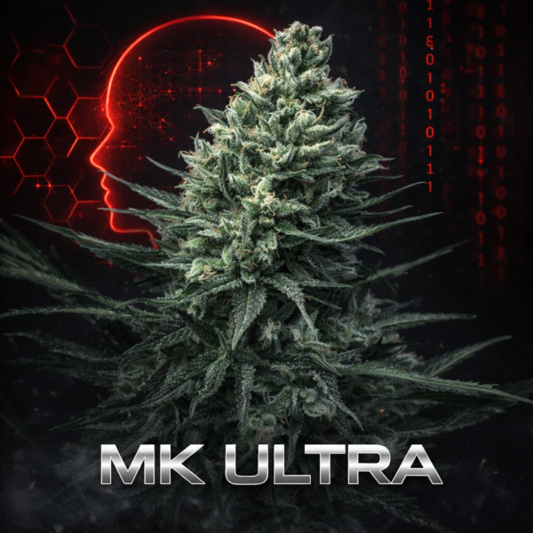 MK ultra wietzaden