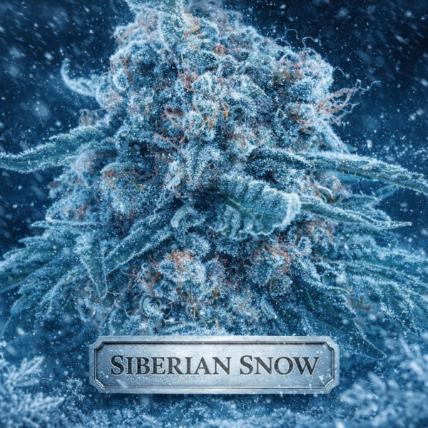 siberian snow