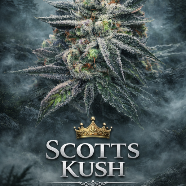 scotts kush wietzaden