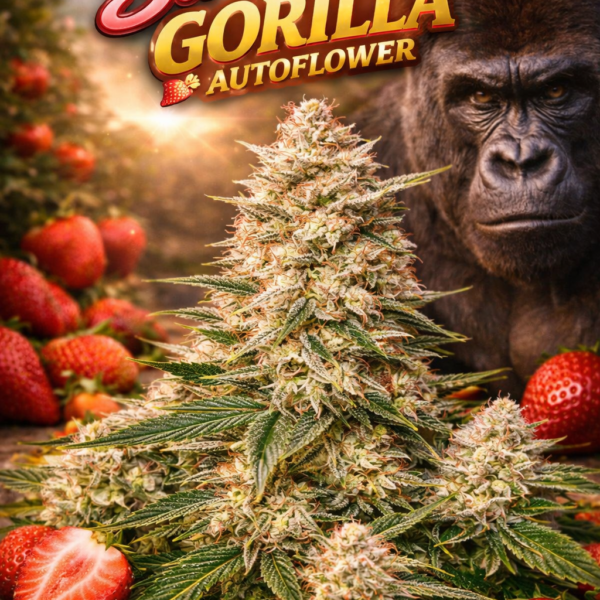 Strawberry Gorilla autoflower