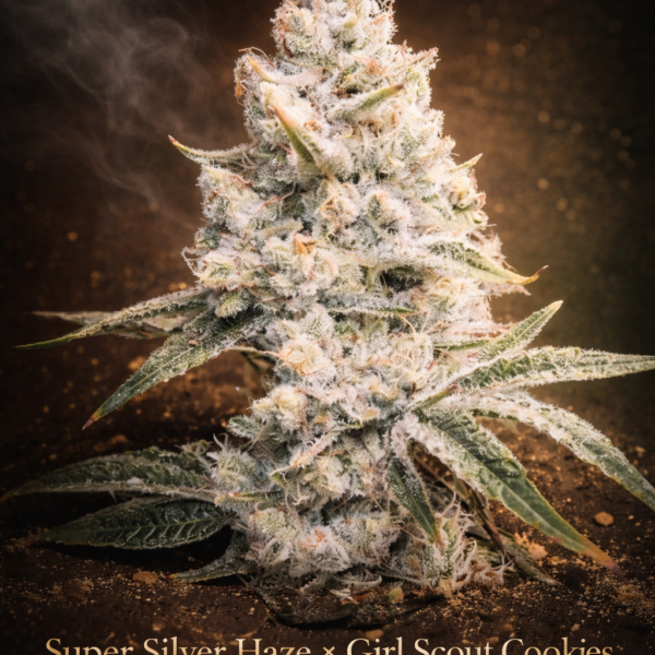 Super Silver Haze × Girl Scout Cookies