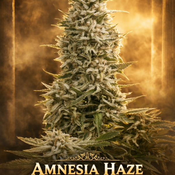 Amnesia haze wietzaden
