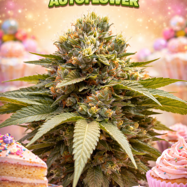 Do-si-dos cake autoflower