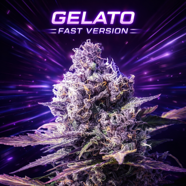 Gelato Fast version