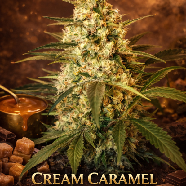 cream caramel autoflower