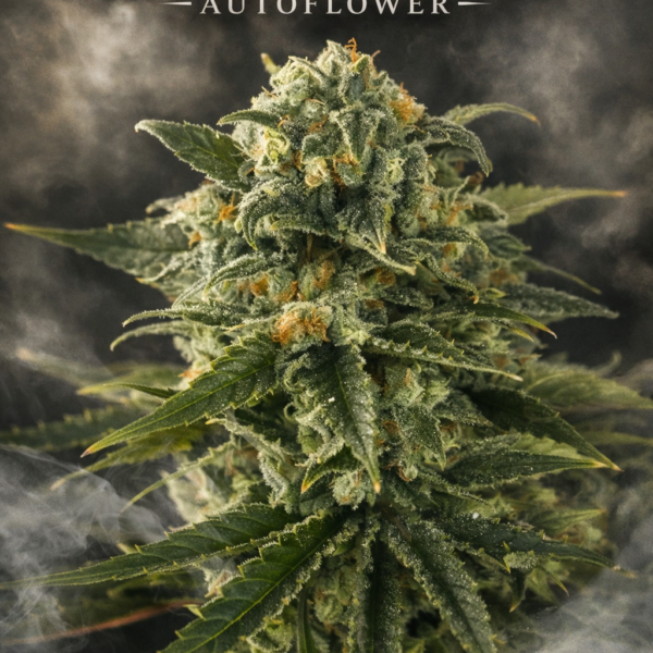 Critical haze  Autoflower