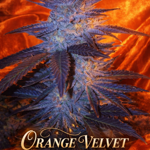 Orange velvet wietzaden