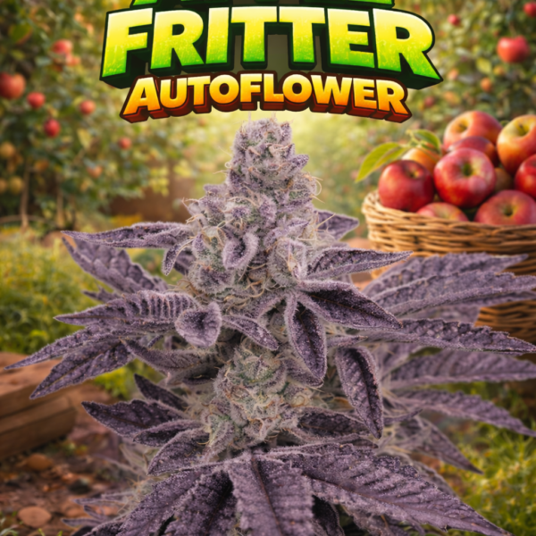 Apple Fritter autoflower