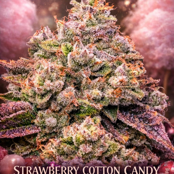 Strawberry cotton candy autoflower