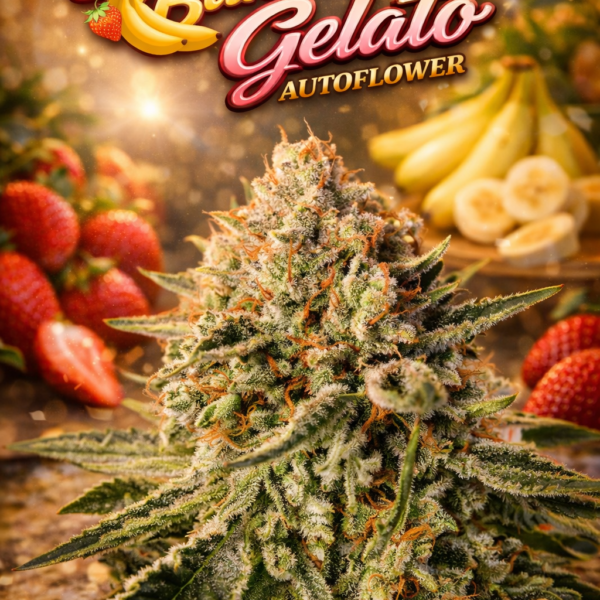 Strawberry banana gelato autoflower