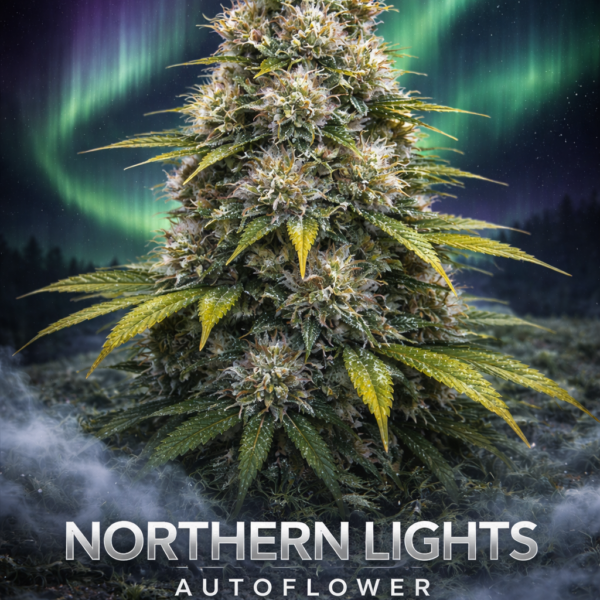 Northern light autoflower