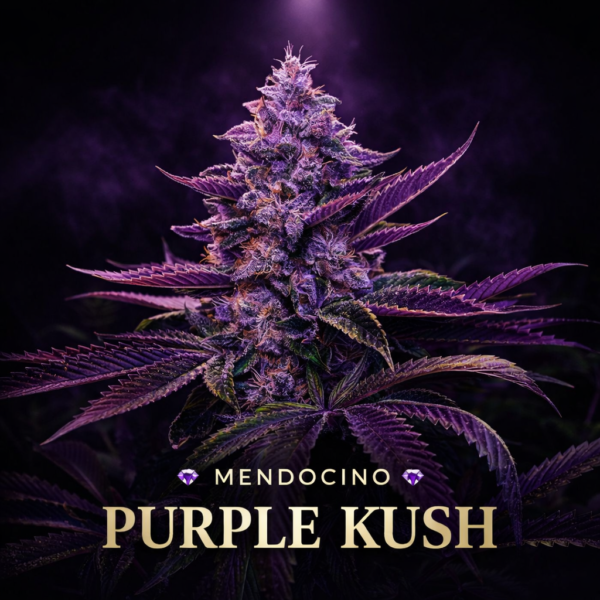 Mendocino purple kush wietzaden