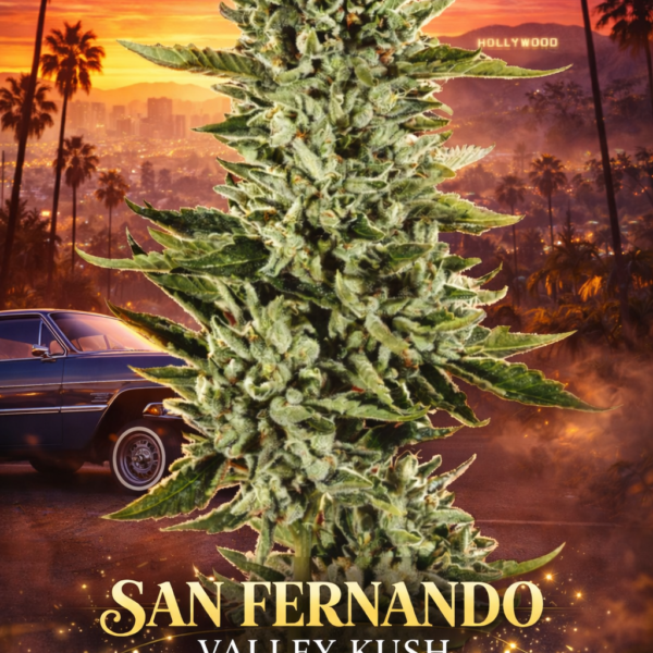 San Fernando valley kush