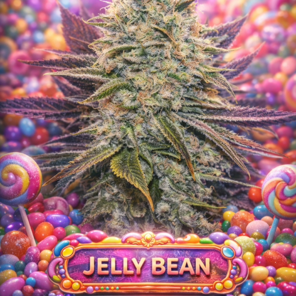 Jelly bean wietzaden