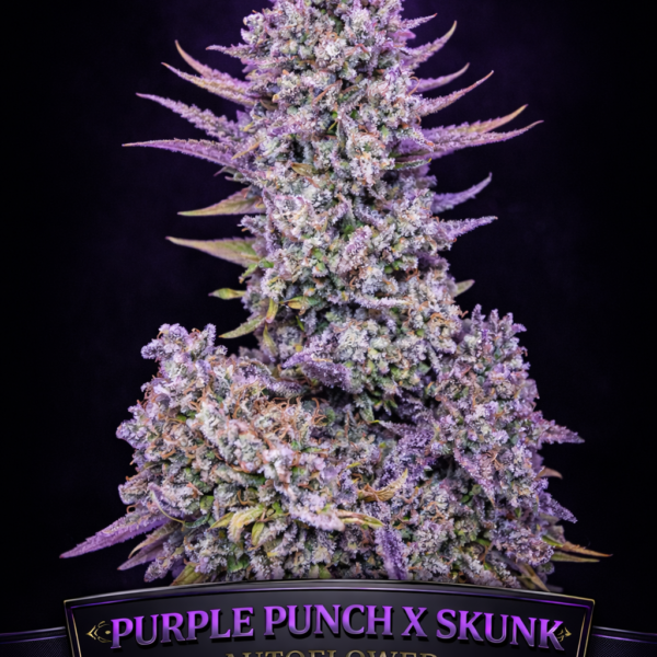 Purple punch x skunk autoflower