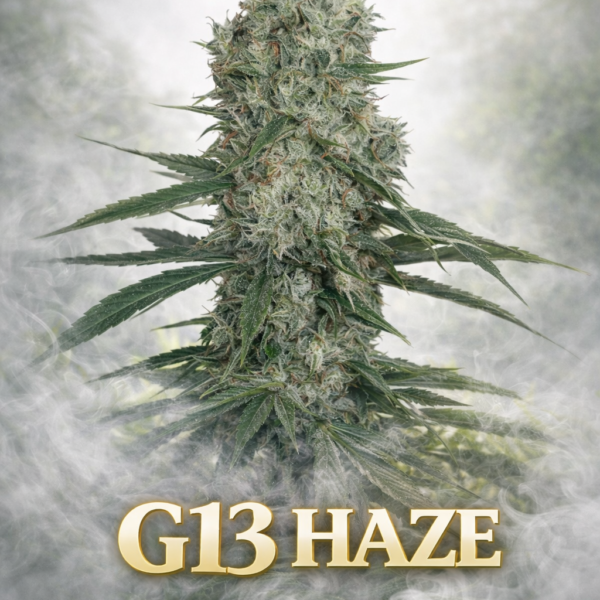 G13 Haze