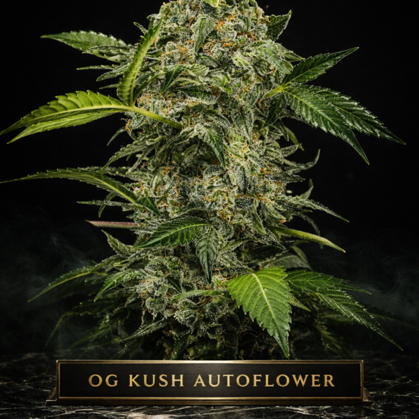 OG Kush autoflower