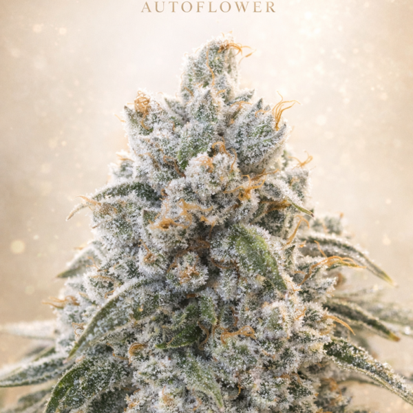 Frosted Cream autoflower