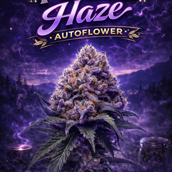 Purple haze autoflower