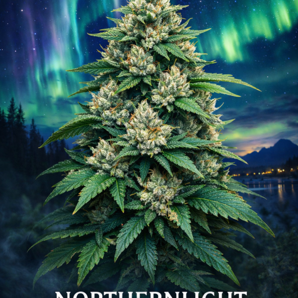 Northernlight Wietzaden
