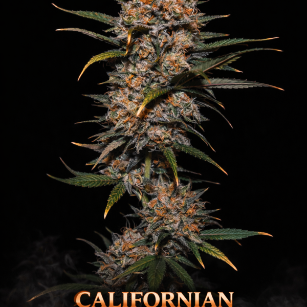 Californian Orange skunk