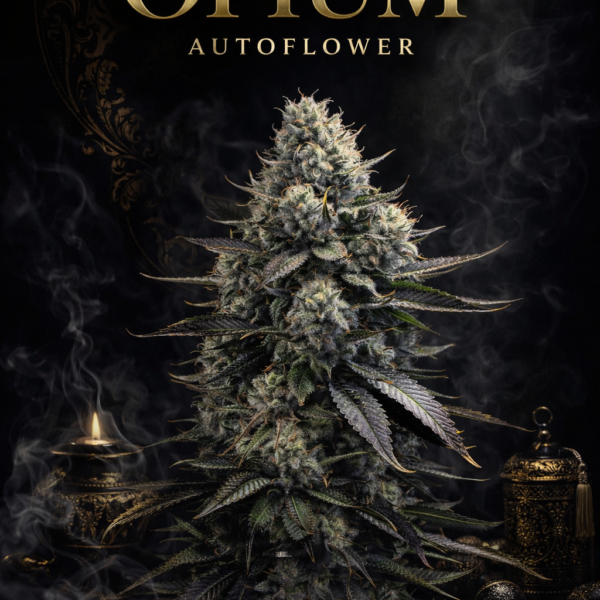 Opium Autoflower