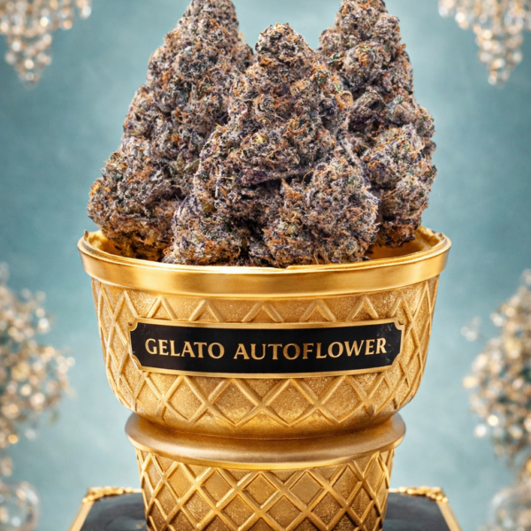 Gelato autoflower