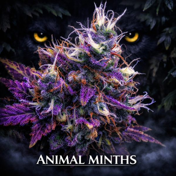 Animal minths