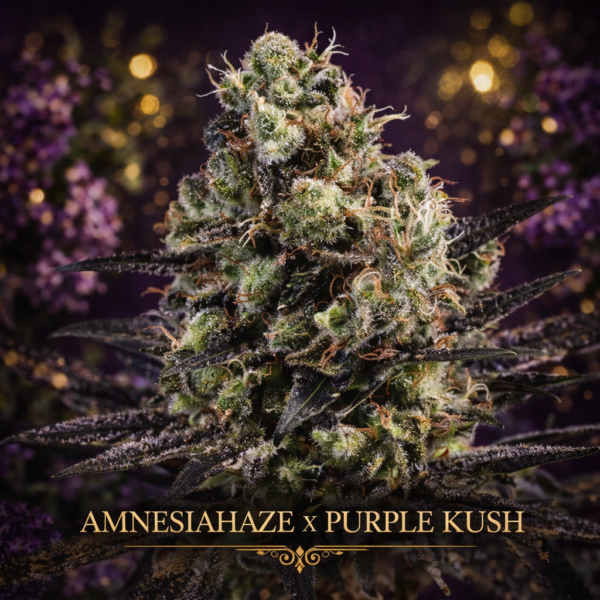 Amnesiahaze x purple kush wietzaden