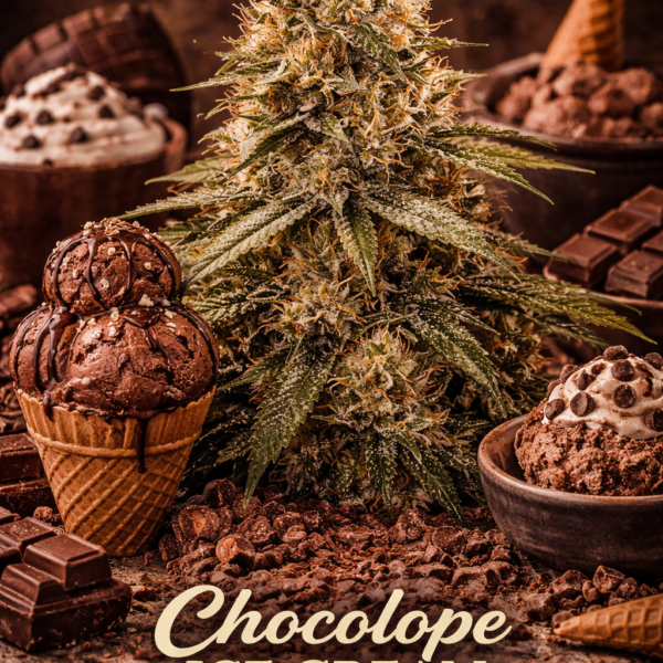 Chocolope ice cream autoflower