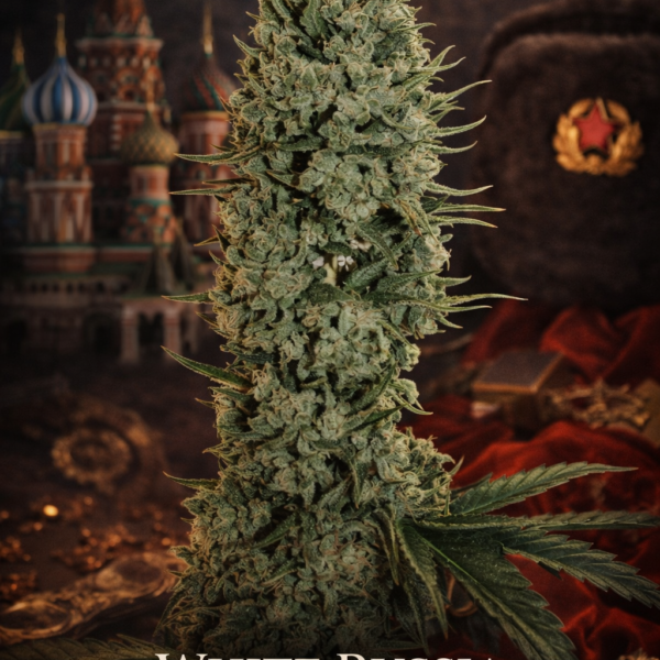 White russia fast version wietzaden