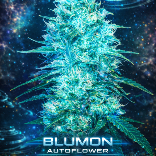 Blumon  autoflower
