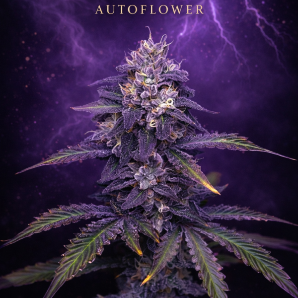 Purple Thunder autoflower