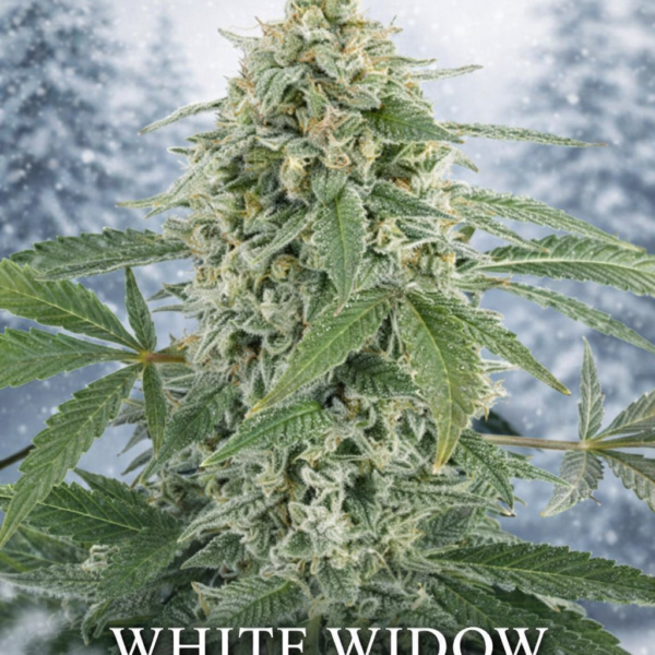 White Widow fast version Wietzaden