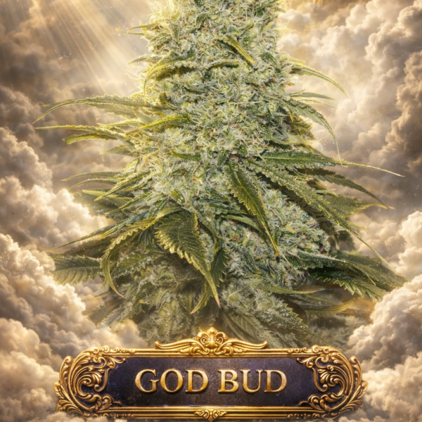 God bud wietzaden