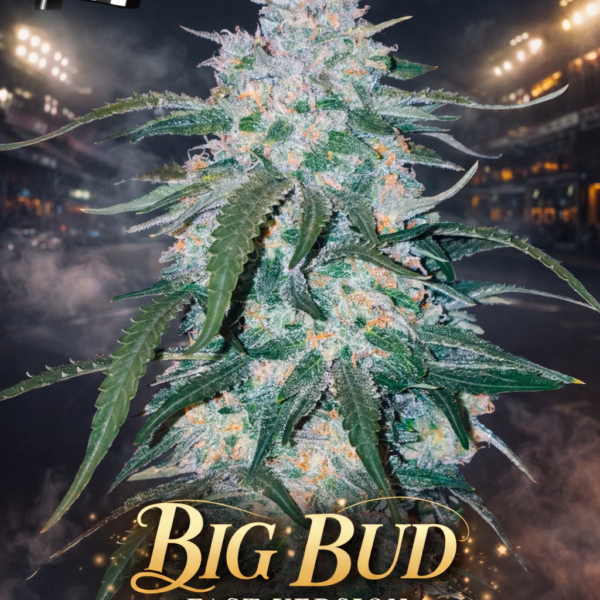 Big bud fast version Wietzaden