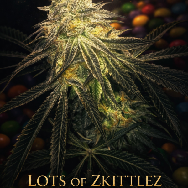 lots of zkittlez autoflower