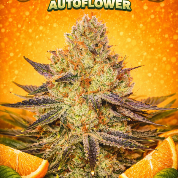 Orange bud  autoflower