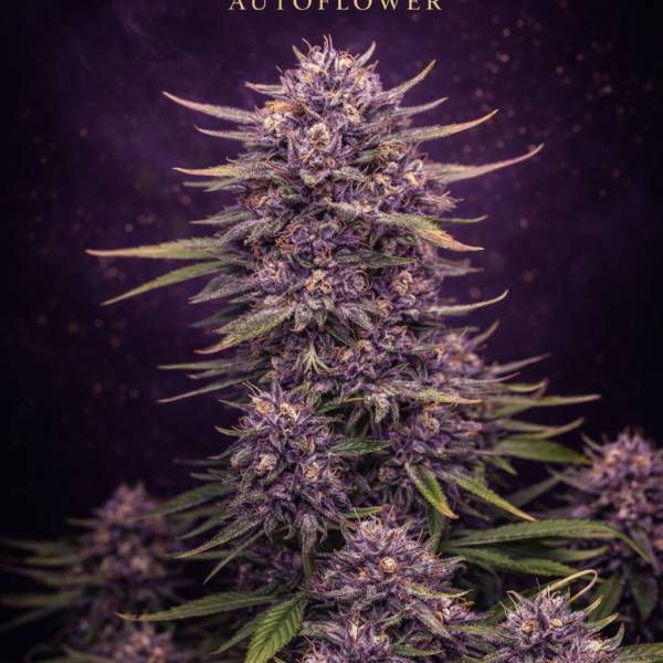 Banana purple punch autoflower
